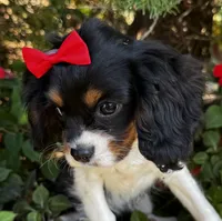 Lucy, a female Cavalier King Charles Spaniel for sale in Findlay, OH – 2 of 7