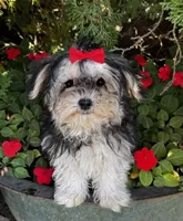 Teddy, a male Morkie for sale in Findlay, OH – 3 of 4