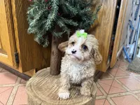 processed/162fa46c-6ff9-487b-bfad-e1db8ef5e7ae/listing/922214b9-34d1-4a2b-a414-d03c212867cd/22b65c7b-5254-4f37-8367-d6a7c84a2012