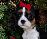 Lola, a female Cavalier King Charles Spaniel for sale in Findlay, OH – 4 of 7