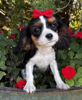 Lola, a female Cavalier King Charles Spaniel for sale in Findlay, OH – 7 of 7