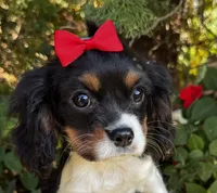 Lucy, a female Cavalier King Charles Spaniel for sale in Findlay, OH – 6 of 7