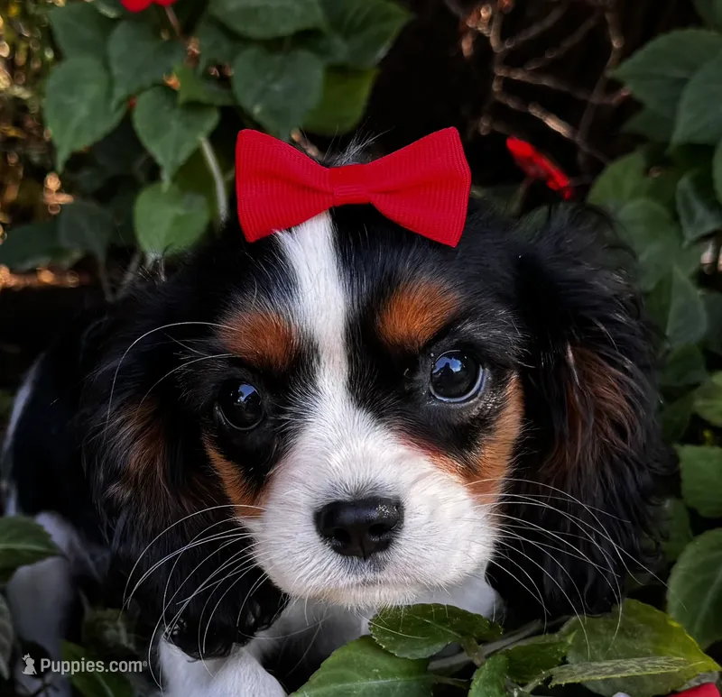 Lola – Cavalier King Charles Spaniel puppy for sale in Findlay, OH