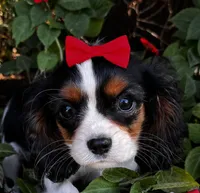 Lola, a female Cavalier King Charles Spaniel for sale in Findlay, OH – 1 of 7