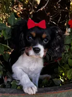 Lucy, a female Cavalier King Charles Spaniel for sale in Findlay, OH – 4 of 7