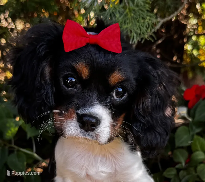 Lucy – Cavalier King Charles Spaniel puppy for sale in Findlay, OH