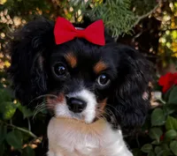 Lucy, a female Cavalier King Charles Spaniel for sale in Findlay, OH – 1 of 7