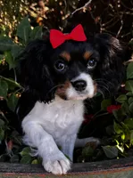 Lucy, a female Cavalier King Charles Spaniel for sale in Findlay, OH – 3 of 7