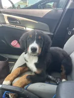 Rocky, a male Bernese Mountain Dog for sale in Fort Wayne, IN – 4 of 6