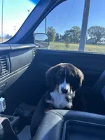Rocky, a male Bernese Mountain Dog for sale in Fort Wayne, IN – 6 of 6