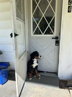 Rocky, a male Bernese Mountain Dog for sale in Fort Wayne, IN – 3 of 6