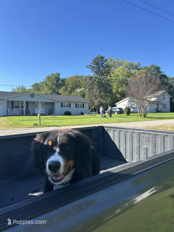 Rocky – Bernese Mountain Dog puppy for sale in Fort Wayne, IN