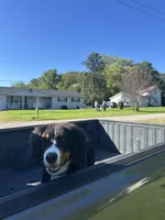 Rocky, a male Bernese Mountain Dog for sale in Fort Wayne, IN – 1 of 6