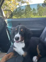 Rocky, a male Bernese Mountain Dog for sale in Fort Wayne, IN – 2 of 6