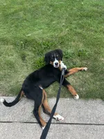 Rocky, a male Bernese Mountain Dog for sale in Fort Wayne, IN – 5 of 6