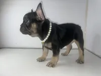 Princess , a female French Bulldog for sale in Ceres, CA – 4 of 10