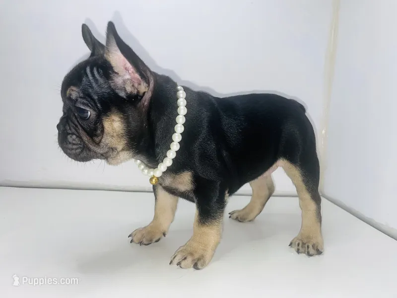 Princess  – French Bulldog puppy for sale in Ceres, CA