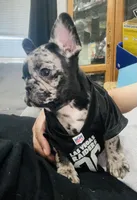 Chatito , a male French Bulldog for sale in Ceres, CA – 7 of 8