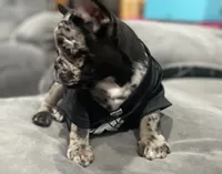 Chatito , a male French Bulldog for sale in Ceres, CA – 6 of 8