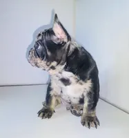 Prince, a male French Bulldog for sale in Ceres, CA – 6 of 10