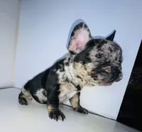 Prince, a male French Bulldog for sale in Ceres, CA – Photo 2 of 5