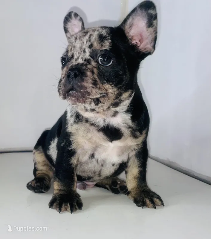 Prince – French Bulldog puppy for sale in Ceres, CA