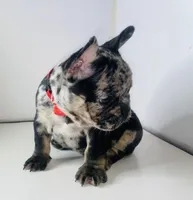 Prince, a male French Bulldog for sale in Ceres, CA – Photo 4 of 5