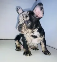 Prince, a male French Bulldog for sale in Ceres, CA – 8 of 10