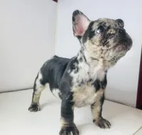 Prince, a male French Bulldog for sale in Ceres, CA – Photo 5 of 5