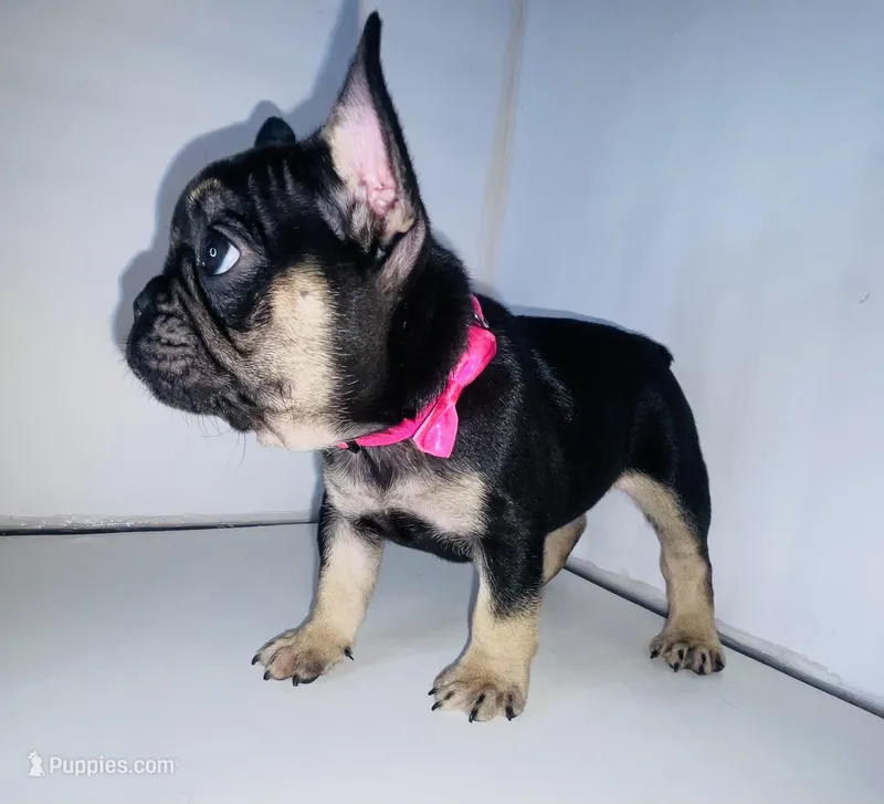 Princess  – French Bulldog puppy for sale in Ceres, CA