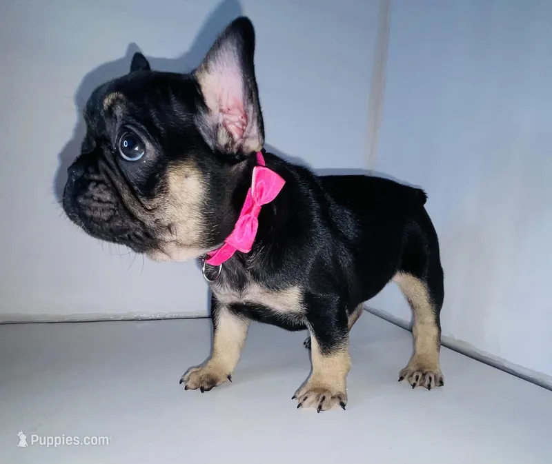 Janet – French Bulldog puppy for sale in Ceres, CA