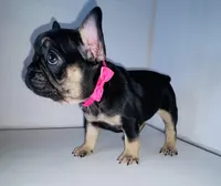 Princess , a female French Bulldog for sale in Ceres, CA – Photo 3 of 4