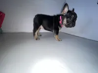 Princess , a female French Bulldog for sale in Ceres, CA – 8 of 9