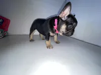 Princess , a female French Bulldog for sale in Ceres, CA – 9 of 9