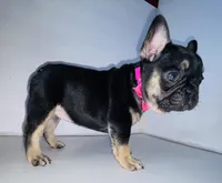 Princess , a female French Bulldog for sale in Ceres, CA – 6 of 9