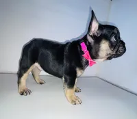 Princess , a female French Bulldog for sale in Ceres, CA – 5 of 9