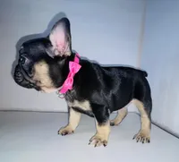 Princess , a female French Bulldog for sale in Ceres, CA – Photo 4 of 4