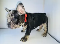 Prince, a male French Bulldog for sale in Ceres, CA – 3 of 10