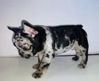 Chatito , a male French Bulldog for sale in Ceres, CA – 2 of 5