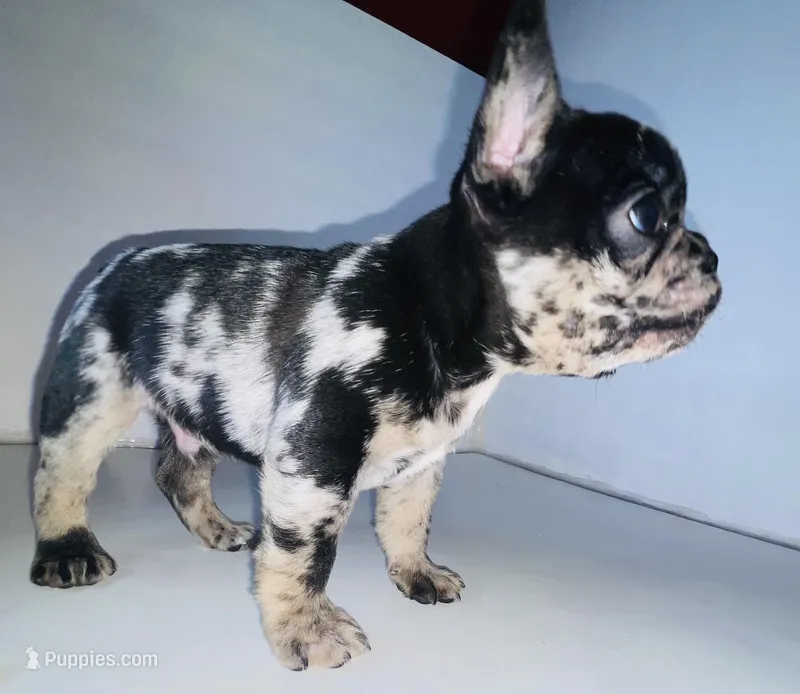 Chatito  – French Bulldog puppy for sale in Ceres, CA