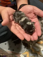 Chatito , a male French Bulldog for sale in Ceres, CA – 5 of 5