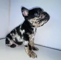Chatito , a male French Bulldog for sale in Ceres, CA – 3 of 5