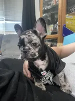 Chatito , a male French Bulldog for sale in Ceres, CA – 8 of 8