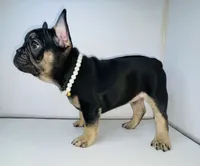 Princess , a female French Bulldog for sale in Ceres, CA – 2 of 10