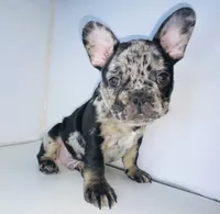Prince, a male French Bulldog for sale in Ceres, CA – 9 of 10