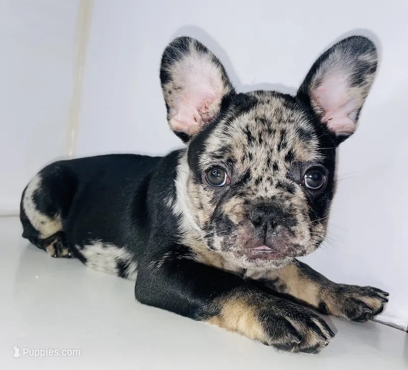 Prince – French Bulldog puppy for sale in Ceres, CA
