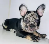 Prince, a male French Bulldog for sale in Ceres, CA – 1 of 10