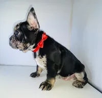 Prince, a male French Bulldog for sale in Ceres, CA – 5 of 10