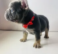 Chomper , a male French Bulldog for sale in Ceres, CA – 1 of 7
