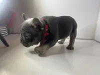 Chomper , a male French Bulldog for sale in Ceres, CA – 7 of 7